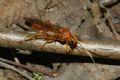 Lymantrichneumon disparis